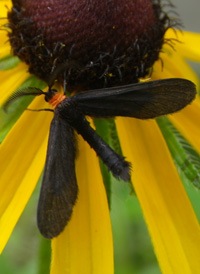 Grapeleaf Skeletonizer Moth Grapeleaf Skeletonizer Moth